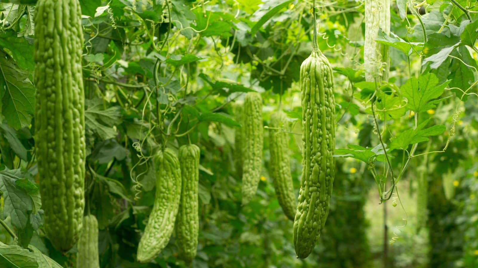 Agriculture Tips: ठंड के मौसम में उगाएं ये सब्जी, कम खर्च में दोगुनी कमाई