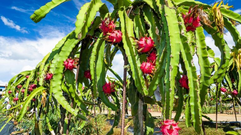 Agriculture Tips: बिहार के किसान अब बनेंगे मालामाल! सिर्फ एक बार लगाएं और 25 साल तक फल पाएं