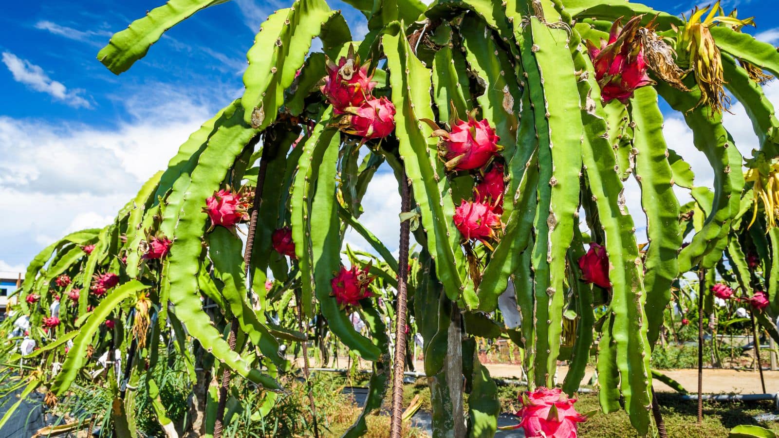 Agriculture Tips: बिहार के किसान अब बनेंगे मालामाल! सिर्फ एक बार लगाएं और 25 साल तक फल पाएं