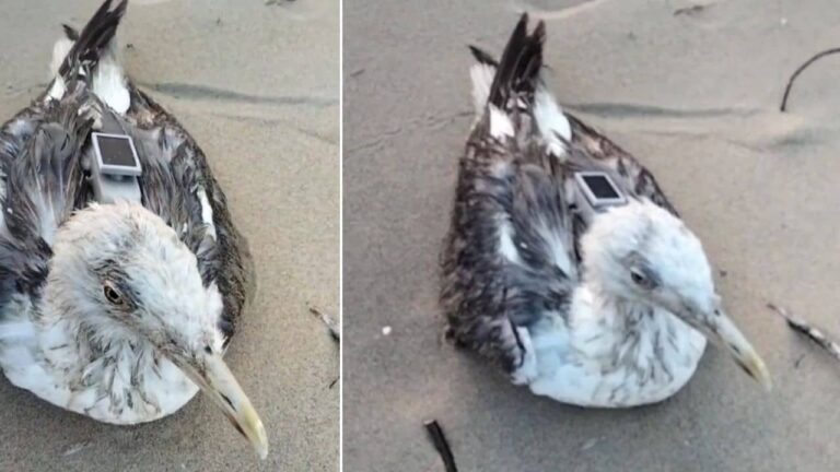 Karnataka: नौसैनिक अड्डे के पास समुद्र तट पर आराम फरमा रहा था प्रवासी सीगल, पीठ पर लगा था GPS डिवाइस, चीन कर रहा जासूसी या फिर...