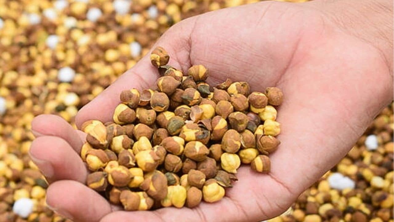 सावधान! बाजार में बिक रहे भुने चने में मिला खतरनाक केमिकल, कैंसर का खतरा; ऐसे करें नकली और असली चने की पहचान