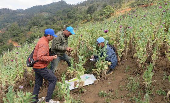 म्याँमार में अफ़ीम पोस्त की खेती, 10 वर्षों में सबसे ऊँचे स्तर पर
