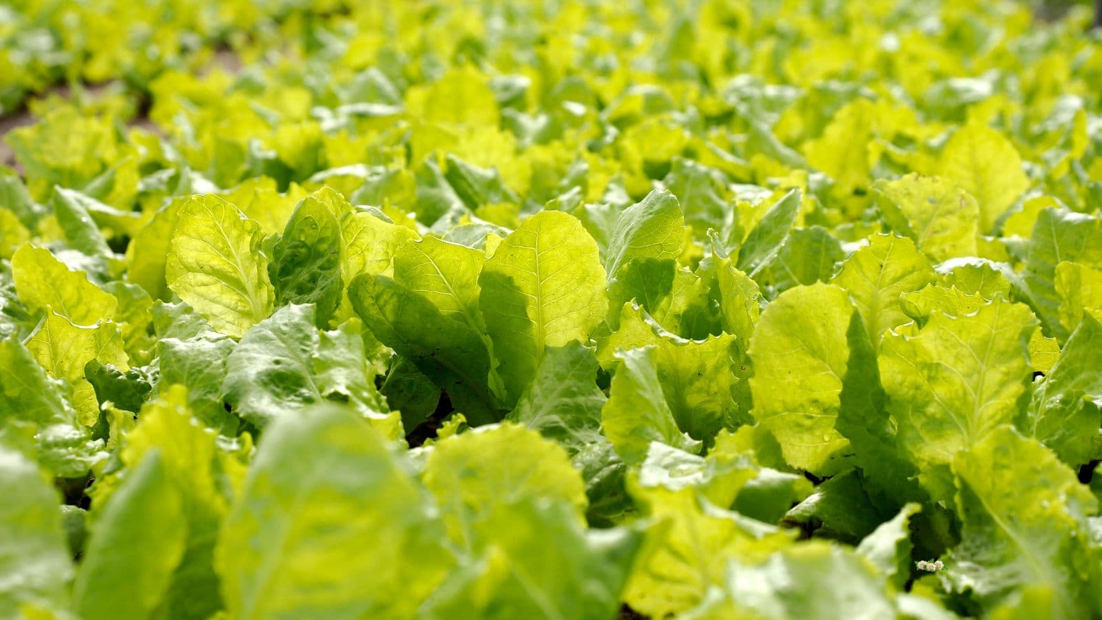 सिर्फ ये मिश्रण डालें, सर्दियों में आपकी फसल लाएगी शानदार पैदावार