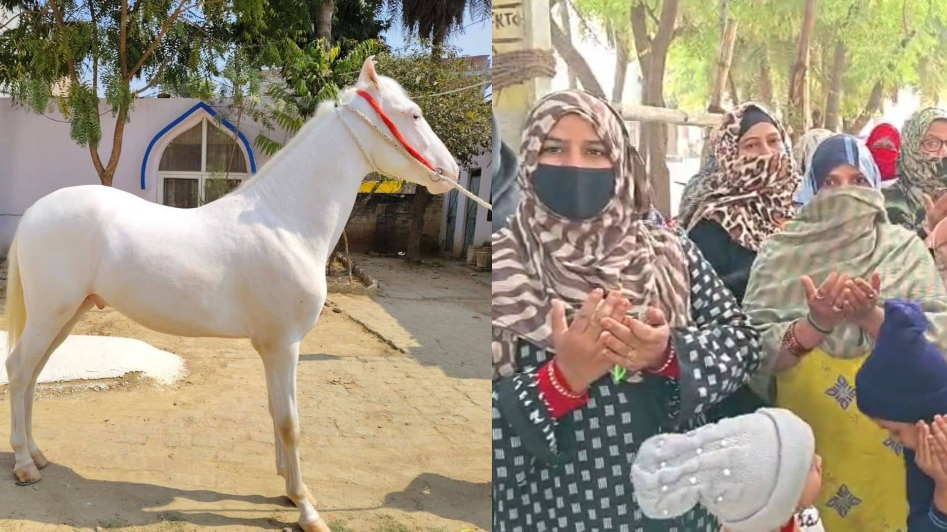 UP: रोजाना पीता है 5 लीटर दूध... किस नस्ल का है लखनऊ से चोरी हुआ सफेद घोड़ा? जिसके लिए बिलख रहीं महिलाएं; पैगम्‍बर से खास रिश्‍ता