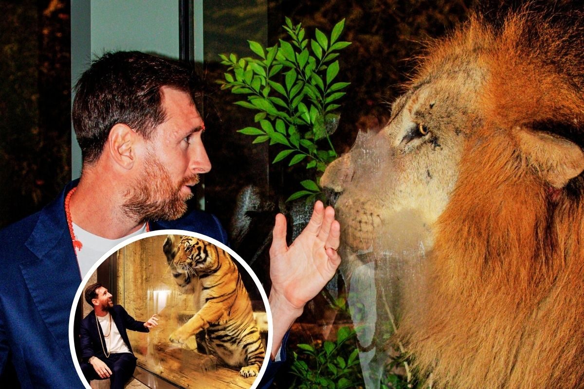 जब टाइगर से मिला GOAT, बब्बर शेर भी मुंह ताकता रह गया, देखिए तस्वीरें