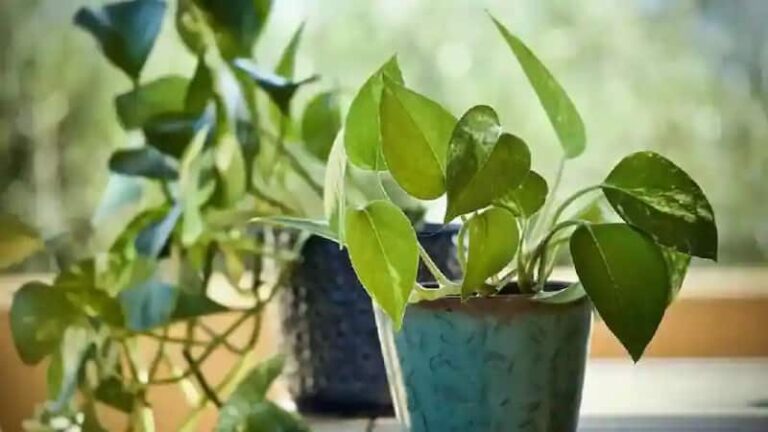 Gardening Tips: पीली पत्तियों से परेशान? जानें मनी प्लांट को दोबारा हरा-भरा बनाने के 3 टिप्स