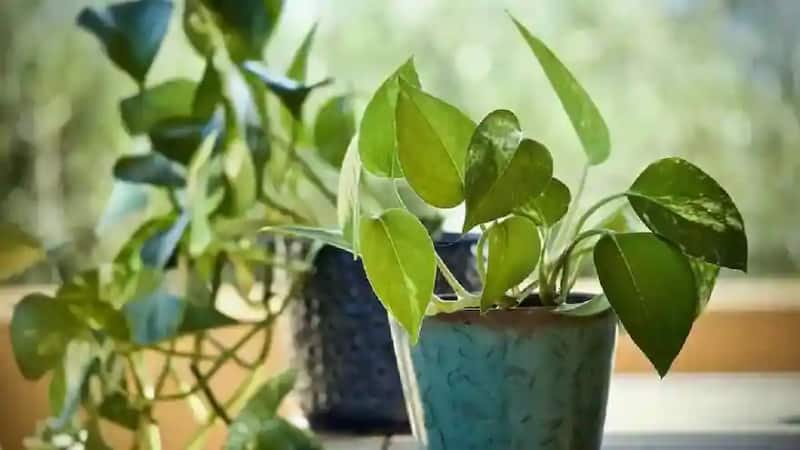Gardening Tips: पीली पत्तियों से परेशान? जानें मनी प्लांट को दोबारा हरा-भरा बनाने के 3 टिप्स