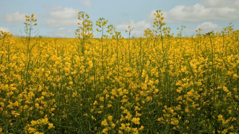 Mustard farming: आपकी मेहनत बर्बाद हो सकती है, तुरंत अपनाएं ये सरसों की फसल बचाने का तरीका