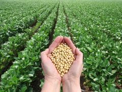 Soybean Price: सोयाबीन किसान हुए परेशान, महाराष्ट्र सरकार ने रखा 18.5 लाख मीट्रिक टन खरीद का लक्ष्य