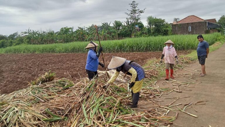 Agriculture Tips: गन्ना काटते वक्त जरा सी लापरवाही, मुनाफे पर पड़ेगी मार, जानें कैसे बचें