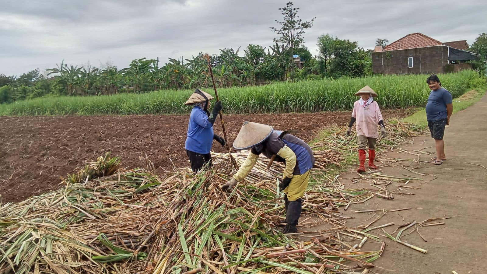 Agriculture Tips: गन्ना काटते वक्त जरा सी लापरवाही, मुनाफे पर पड़ेगी मार, जानें कैसे बचें