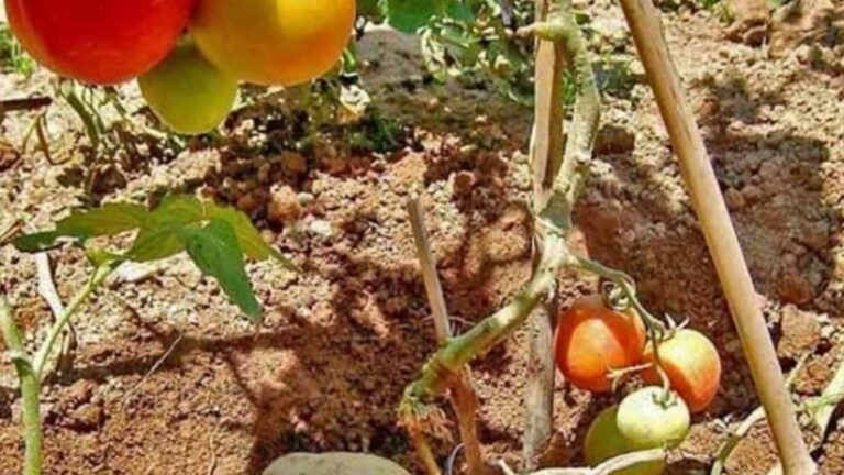 Agriculture Tips: अब एक पौधे से उगाएं आलू और टमाटर, पोमेटो देगा दोहरी पैदावार, जानें कैसे