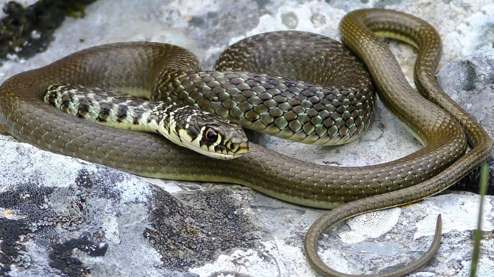 Snake: बर्फ और ठंड में भी जिंदा रहते हैं ये 7 सांप, जानकर रह जाएंगे हैरान