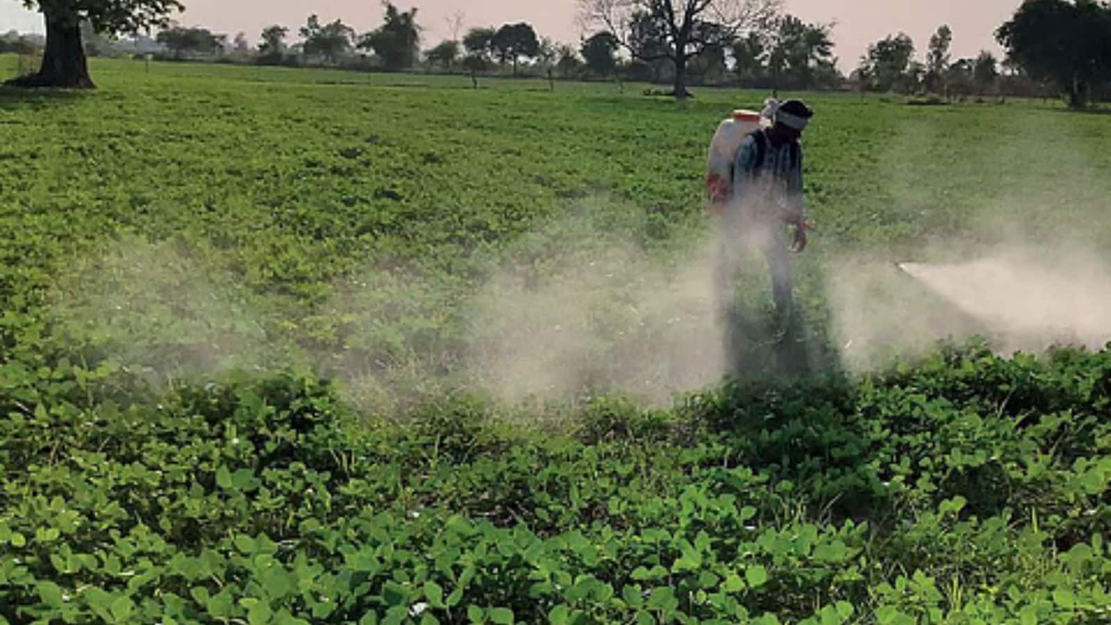 Agriculture Tips: ठंड और पाले से लाखों की फसल बचाई, किसानों ने अपनाया देसी जुगाड़