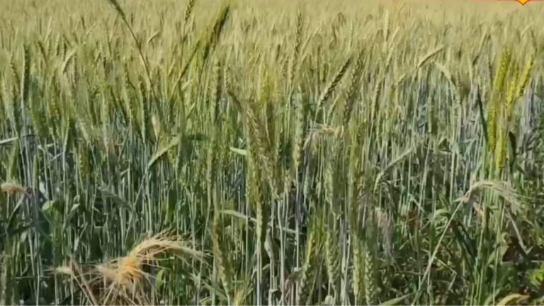 Agriculture Tips: गेहूं की फसल में अब भी है समय, अपनाएं ये उपाय और बढ़ाएं मुनाफा