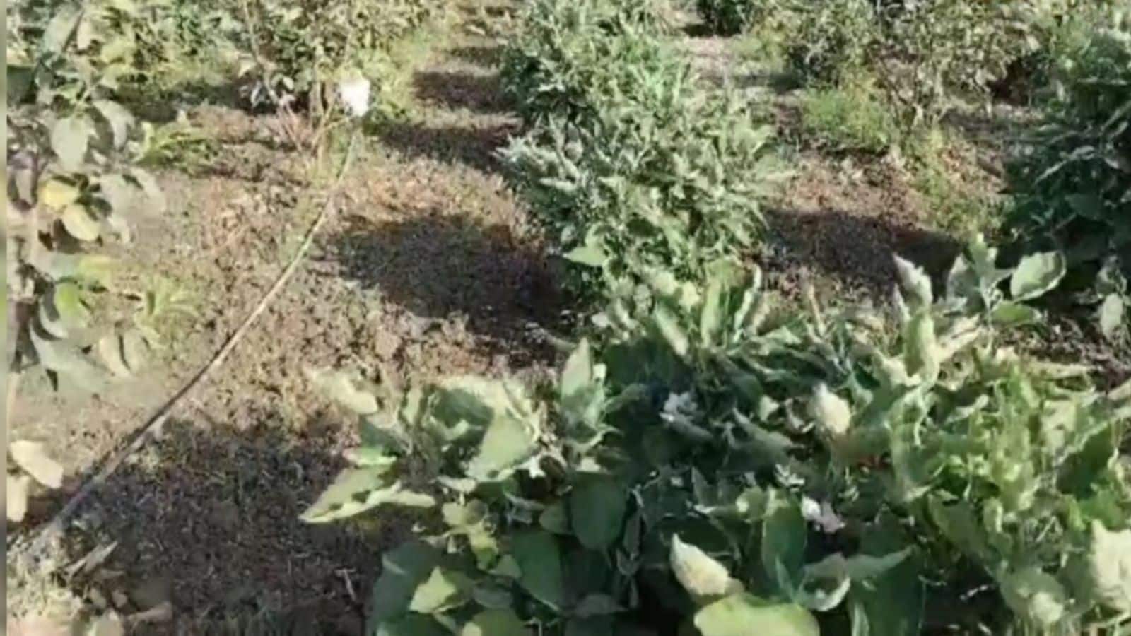 Agriculture Tips: फसल को बर्बाद होने से बचाएं, सिर्फ ये आसान तरीका अपनाएं