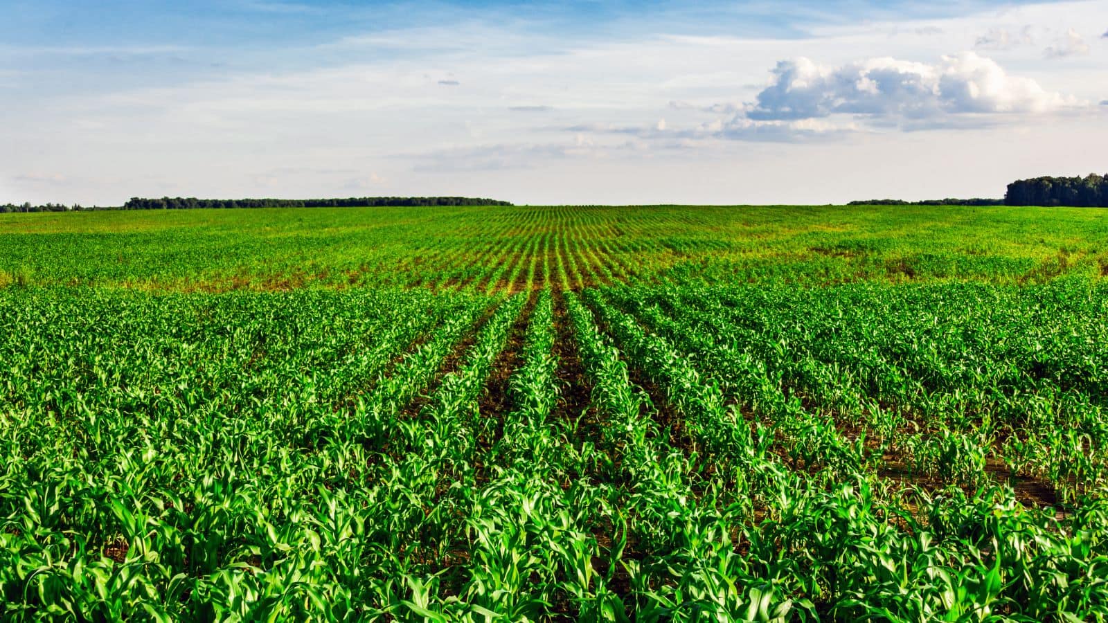 Agriculture tips: बारिश नहीं हुई तो घबराएं नहीं! इस स्मार्ट सिंचाई से बचाएं चना-मटर की फसल