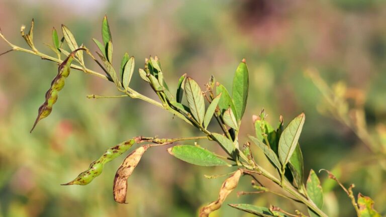 Agriculture Tips: अरहर की फसल बचानी है तो रहें अलर्ट, थोड़ी सी लापरवाही बन सकती है बड़ी मुसीबत