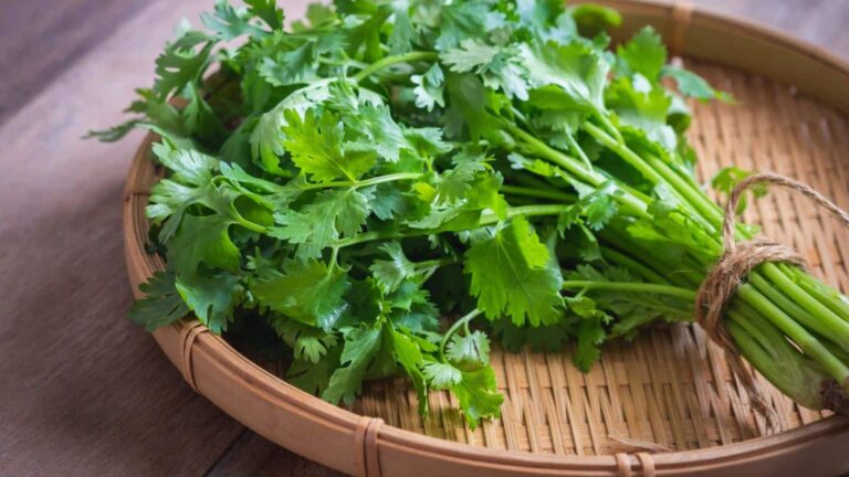 Agriculture tips: सिर्फ 45 दिन की खेती और हजारों की कमाई, जानिए पूरा तरीका