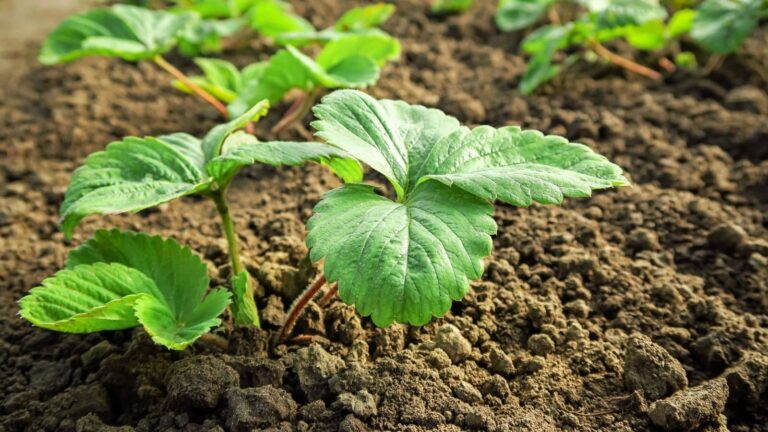 Agriculture Tips: यूट्यूब और मेहनत ने बदल दी किसान की जिंदगी, जानें कैसे बना लाखों का मालिक