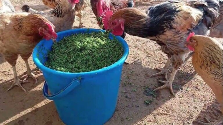 गेहूं की फसल से हर किसान बना सकता है करोड़पति, बस ये ट्रिक अपनाएं!