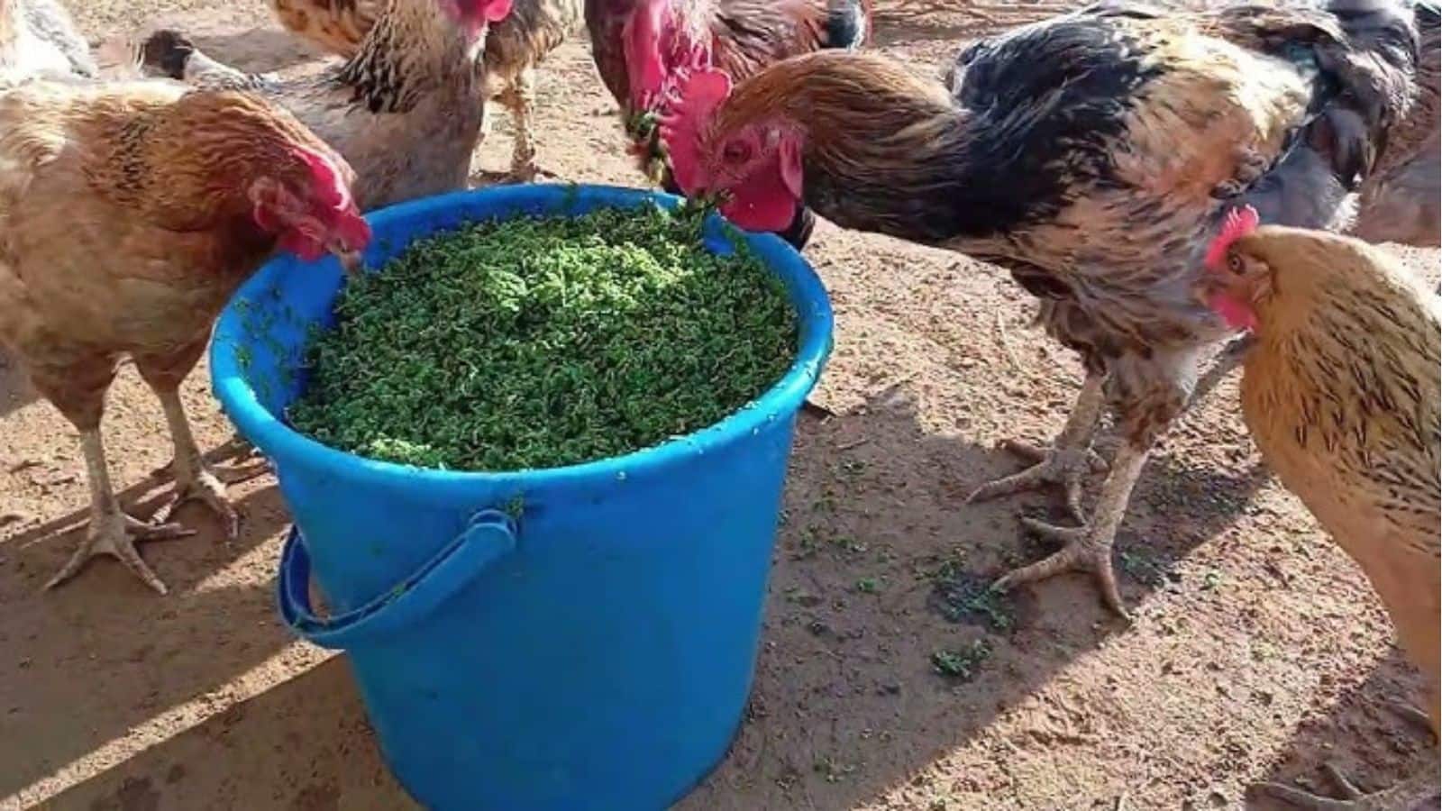 गेहूं की फसल से हर किसान बना सकता है करोड़पति, बस ये ट्रिक अपनाएं!