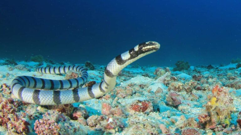 ये सांप है या मछली... जमीन नहीं बल्कि पानी में रहता है ये जहरीला जीव, ये बातें आपको कर देंगी हैरान