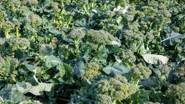 Farming tips: सेहत और मुनाफे का सही मेल, किसान जल्द बन सकते हैं मालामाल