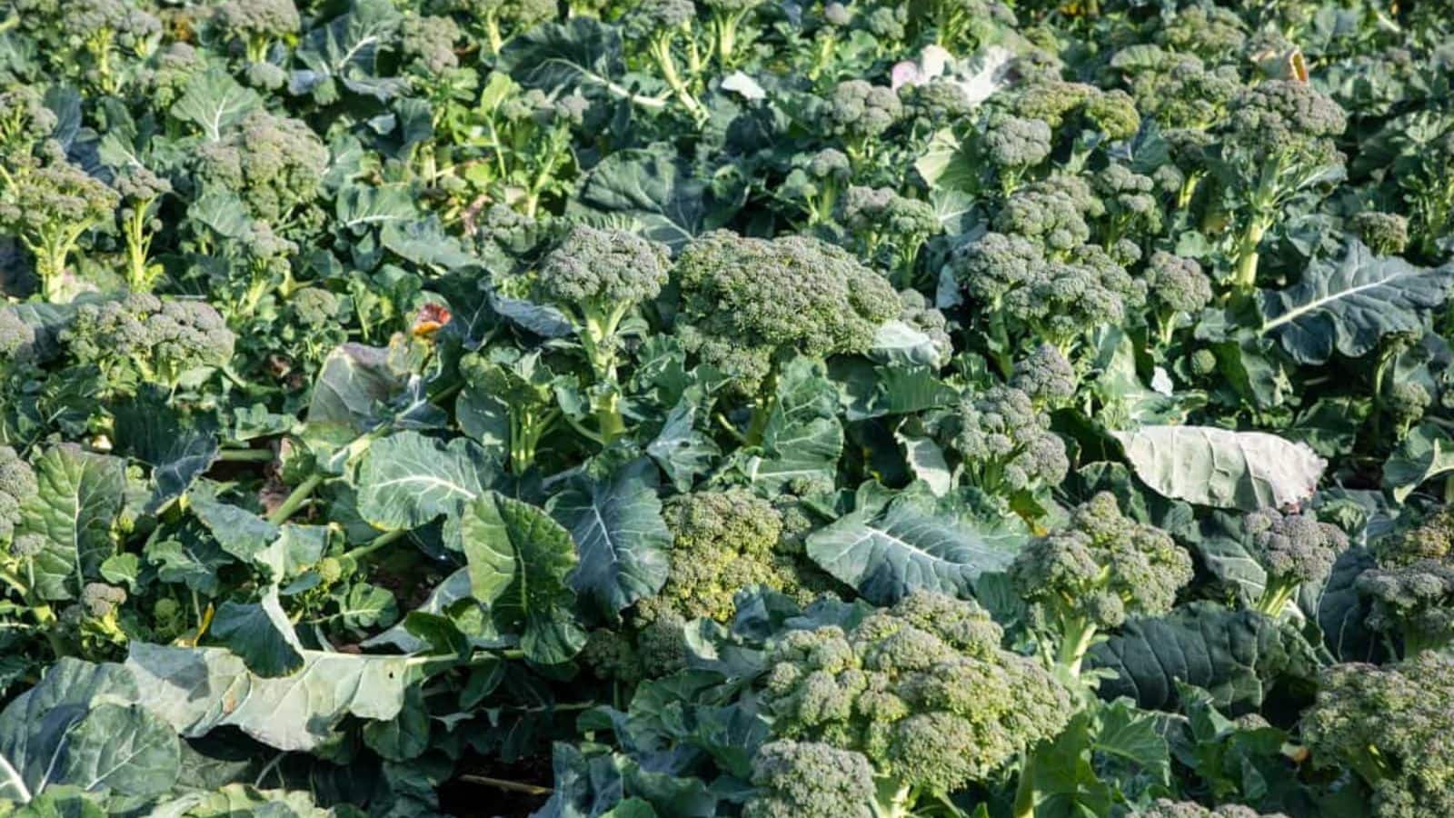 Farming tips: सेहत और मुनाफे का सही मेल, किसान जल्द बन सकते हैं मालामाल