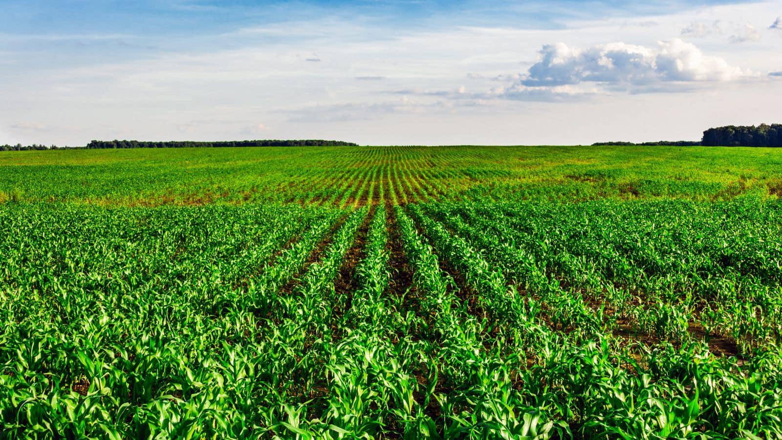 Chickpea Crop: चने की फसल ने ठंड में बदली किसानों की किस्मत, देखें कैसे