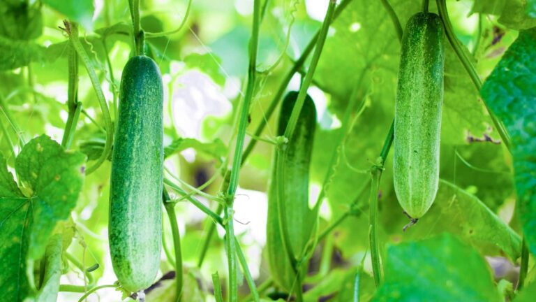 Cucumber Farming Tips: गर्मी में खीरा बना किसानों की कमाई का रास्ता, 90 दिन में बंपर फसल