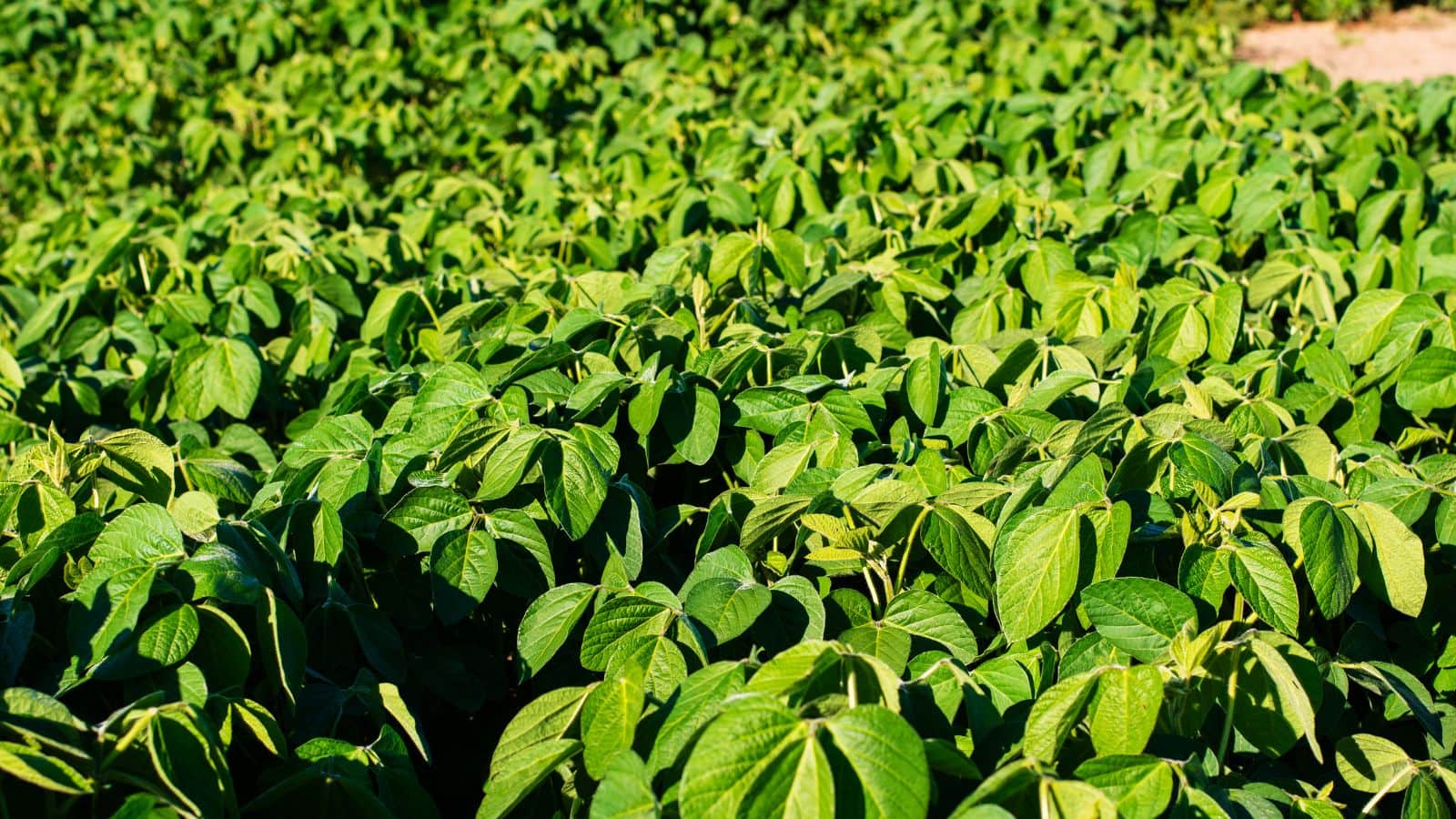 High Prpfit Farming: कम लागत में ज्यादा पैदावार, रबी सीजन में अपनाएं दलहन-तिलहन की खेती