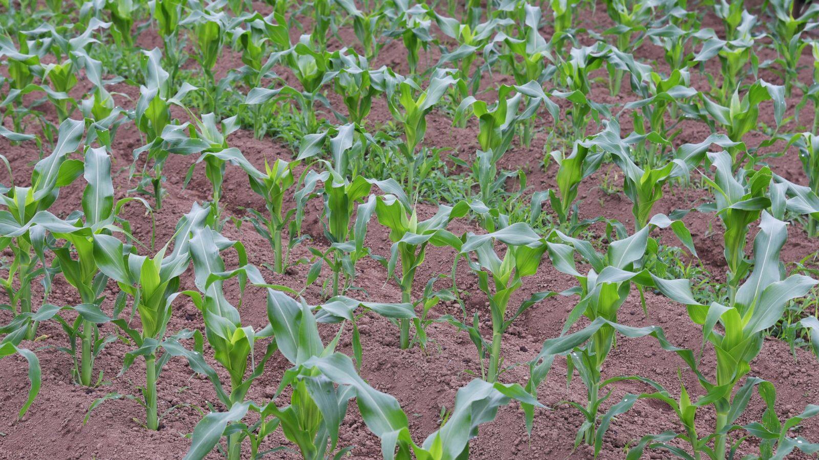 Farming tips: मुनाफे की गारंटी, आलू के बाद ये फसल बदल देगी आपकी किस्मत