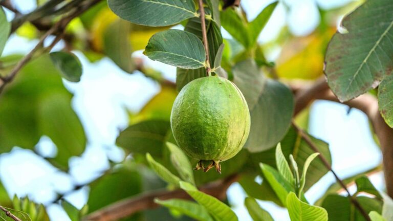 Guava Cultivation: अमरूद की इन 2 देसी वैरायटी ने बदल दी किसान की किस्मत, पूरे साल होती है कमाई