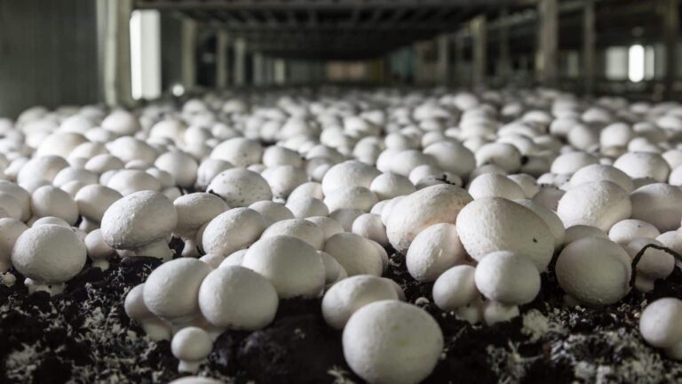 Mushroom farming: धान-गेहूं छोड़ किसान कर रहे मशरूम की खेती, अंधेरे कमरे से हो रही छप्परफाड़ कमाई