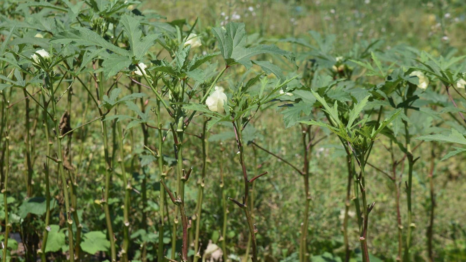 अगेती भिंडी की खेती जनवरी में करें, एक एकड़ में लाखों की कमाई, जानें एक्सपर्ट से पूरी सफल विधि
