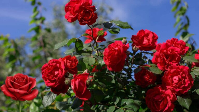 वेलेंटाइन डे तक अपने घर के गुलाब को फूलों से लदा रखने के आसान देसी नुस्खे