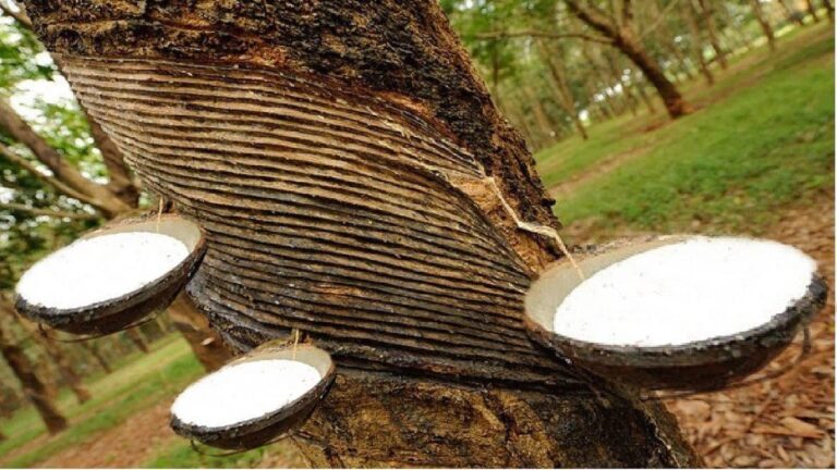 Rubber Prices: रबर की कीमतों में  गिरावट, मांग से ज्यादा सप्लाई में आई कमी, क्या आगे कीमतों में आएगा उछाल