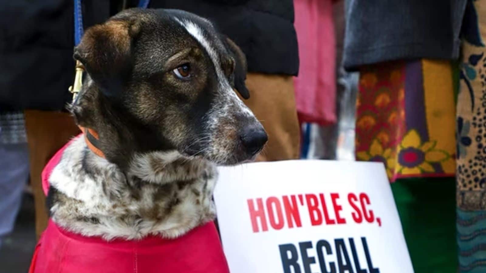 Stray Dogs Case: 'सुबह कौन सा कुत्ता किस मूड में होगा, यह कोई नहीं जानता...': सुप्रीम कोर्ट ने ऐसा क्यों कहा?