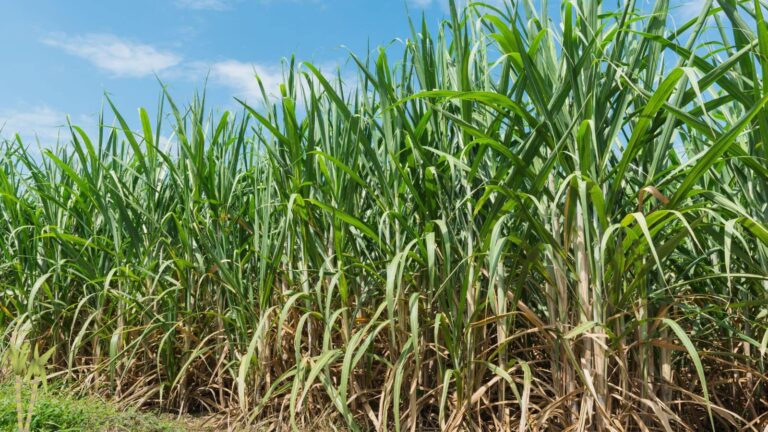 Sugarcane Farming Tips: गन्ने की मिठास ने बदली तस्वीर, पलामू के किसान कमा रहे डेढ़ गुना फायदा