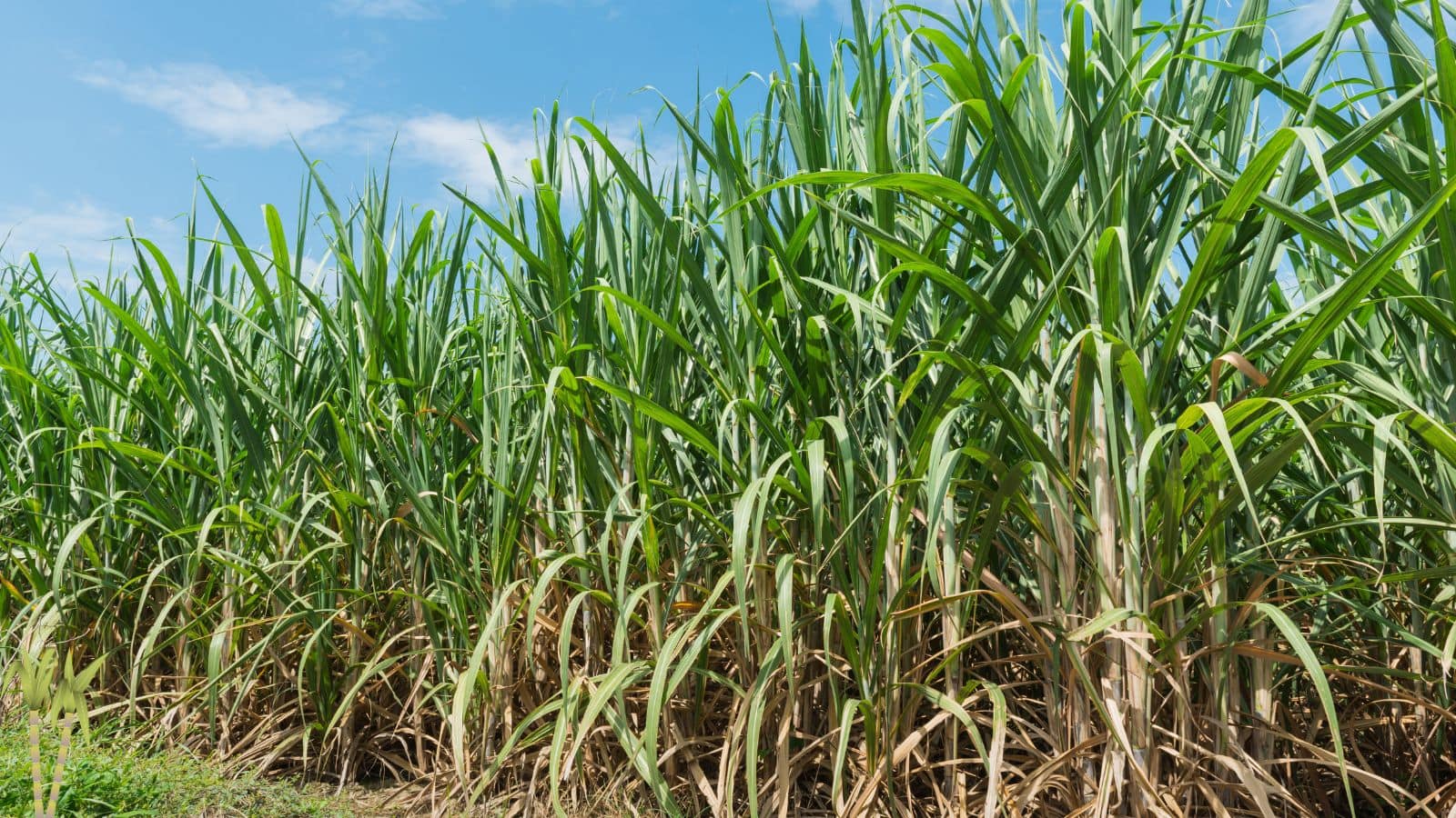 Sugarcane Farming Tips: गन्ने की मिठास ने बदली तस्वीर, पलामू के किसान कमा रहे डेढ़ गुना फायदा