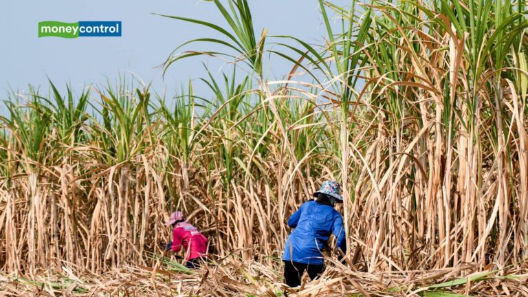 Sugar Production Increases: चीनी का उत्पादन 22% बढ़ा, चीनी का प्रोडक्शन लगभग 13% बढ़ा