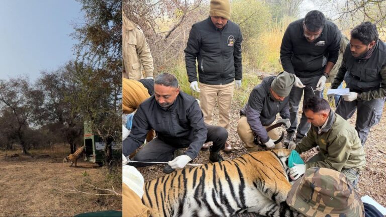 फिर जीवंत होगा मुकुंदरा-रामगढ़ विषधारी ऐतिहासिक टाइगर कॉरीडोर
