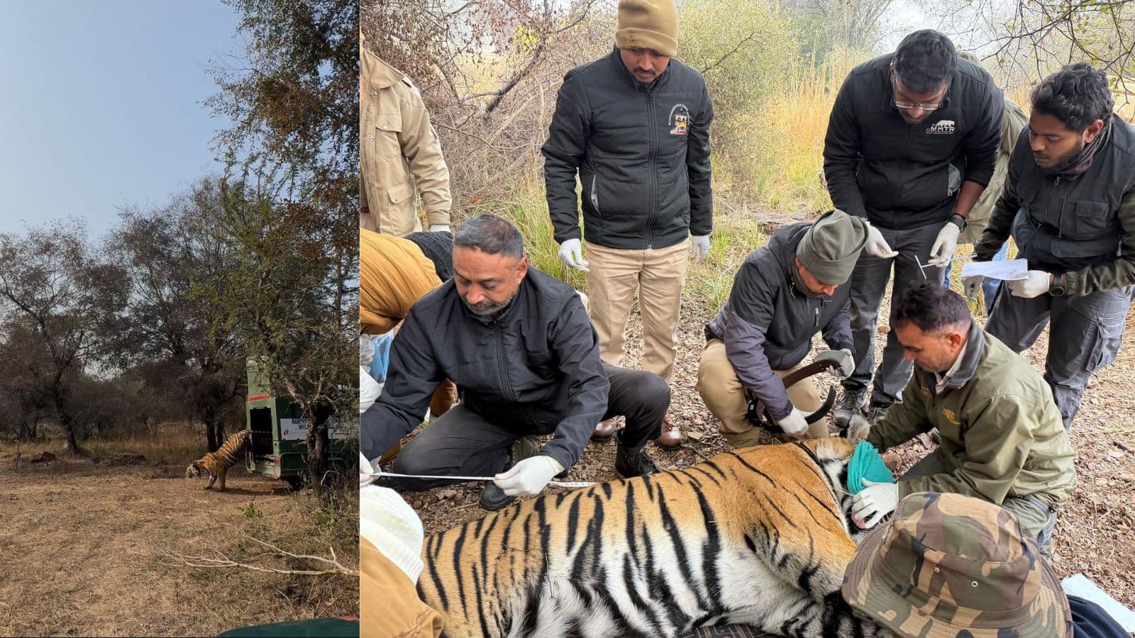 फिर जीवंत होगा मुकुंदरा-रामगढ़ विषधारी ऐतिहासिक टाइगर कॉरीडोर