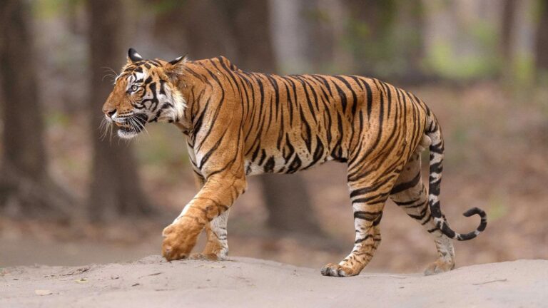 Tiger Deaths in india: 2025 में भारत में 166 बाघ की हुई मौत, मध्य प्रदेश में सबसे अधिक 55 बाघों ने गंवाई जान