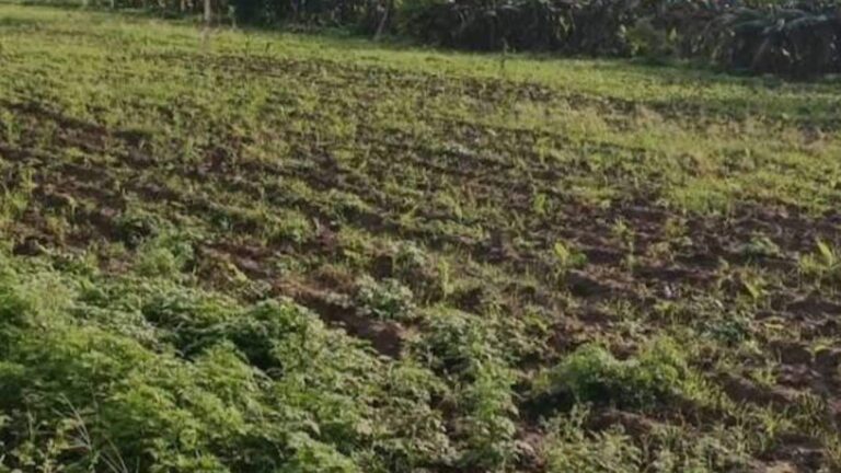 Vegetable farming: 1 एकड़ में कम खर्च, ज्यादा मुनाफा, जानिए ठंड की सबसे फायदेमंद खेती