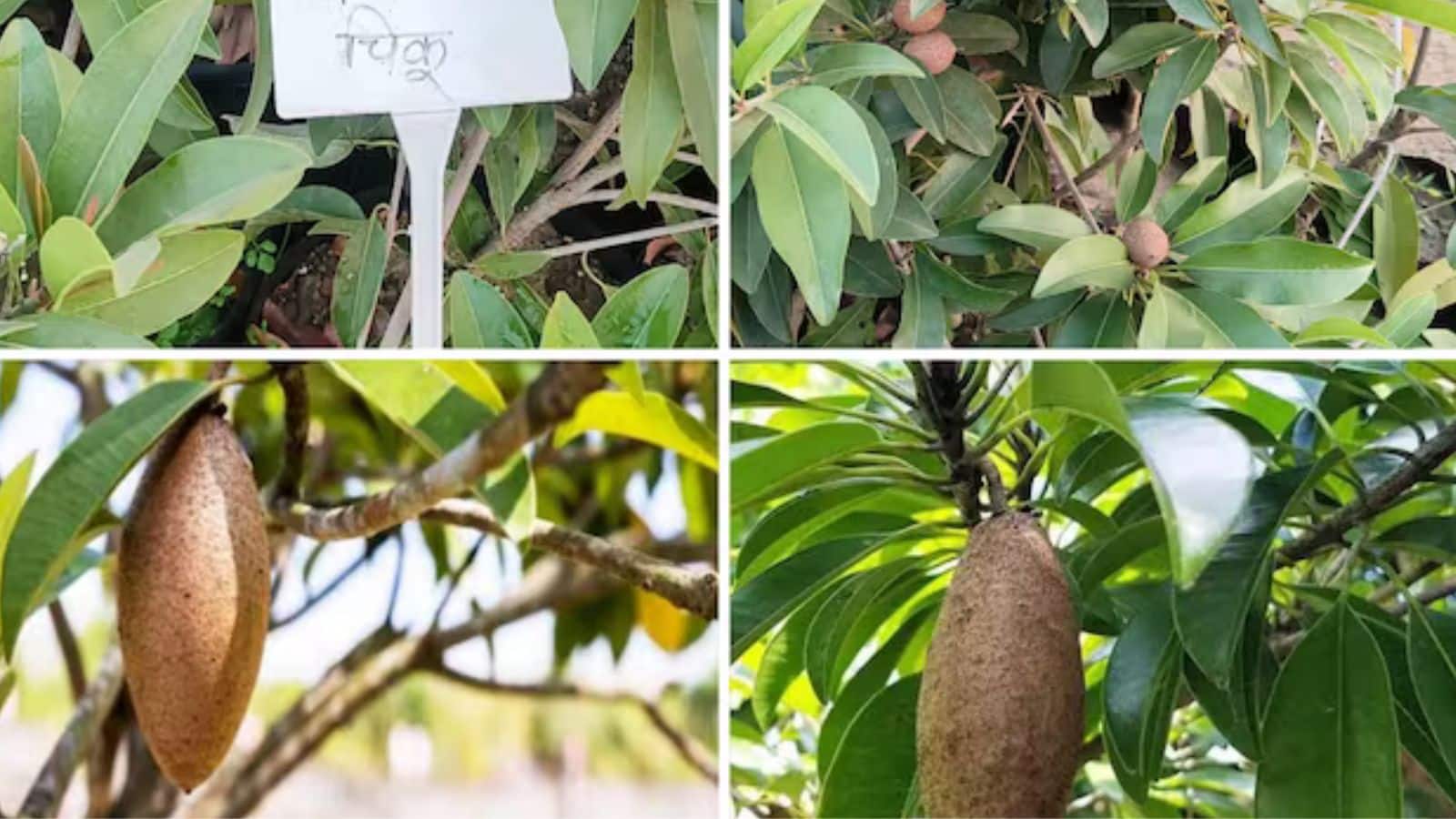 अब चीकू उगाने के लिए जमीन नहीं, गमले में अपनाएं ये एक्सपर्ट ट्रिक