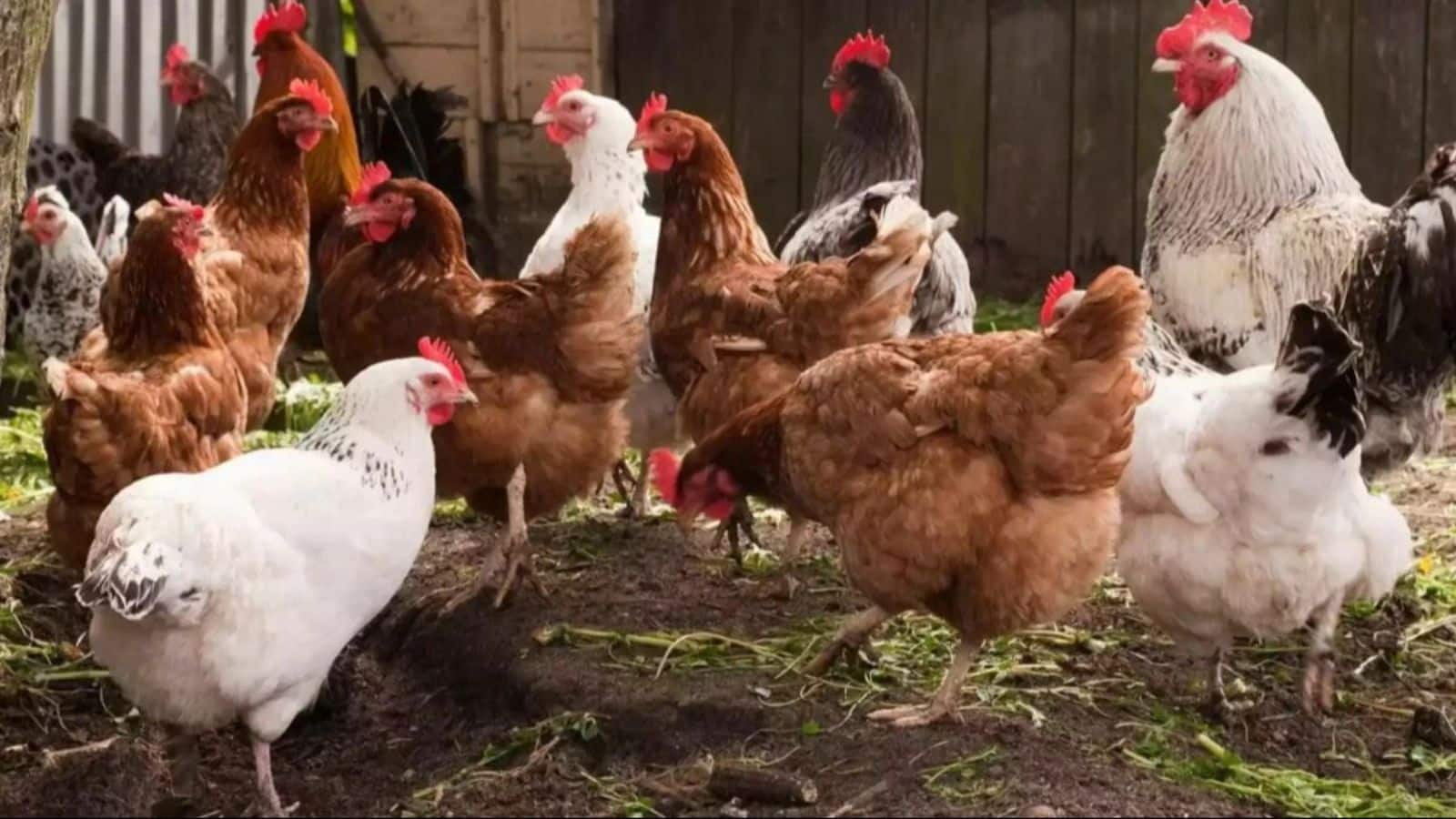 मुर्गियों का मल-मूत्र बना खेतों का सोना, जानिए इस्तेमाल का तरीका