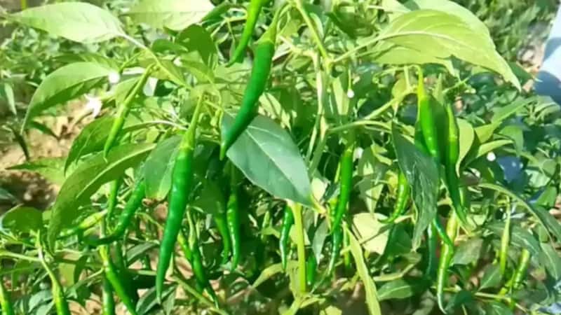 Green chilli cultivation: बलिया का किसान बना मिसाल, हरी मिर्च की खेती से कमा रहा लाखों
