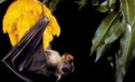 WHO: भारत में निपाह वायरस संक्रमण के दो मामलों की पुष्टि